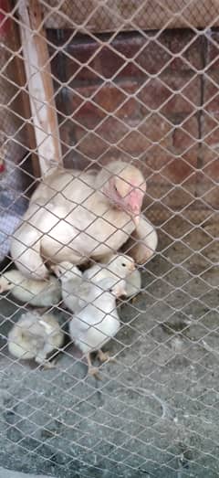 Heera chicks for sale price 1500 per chick