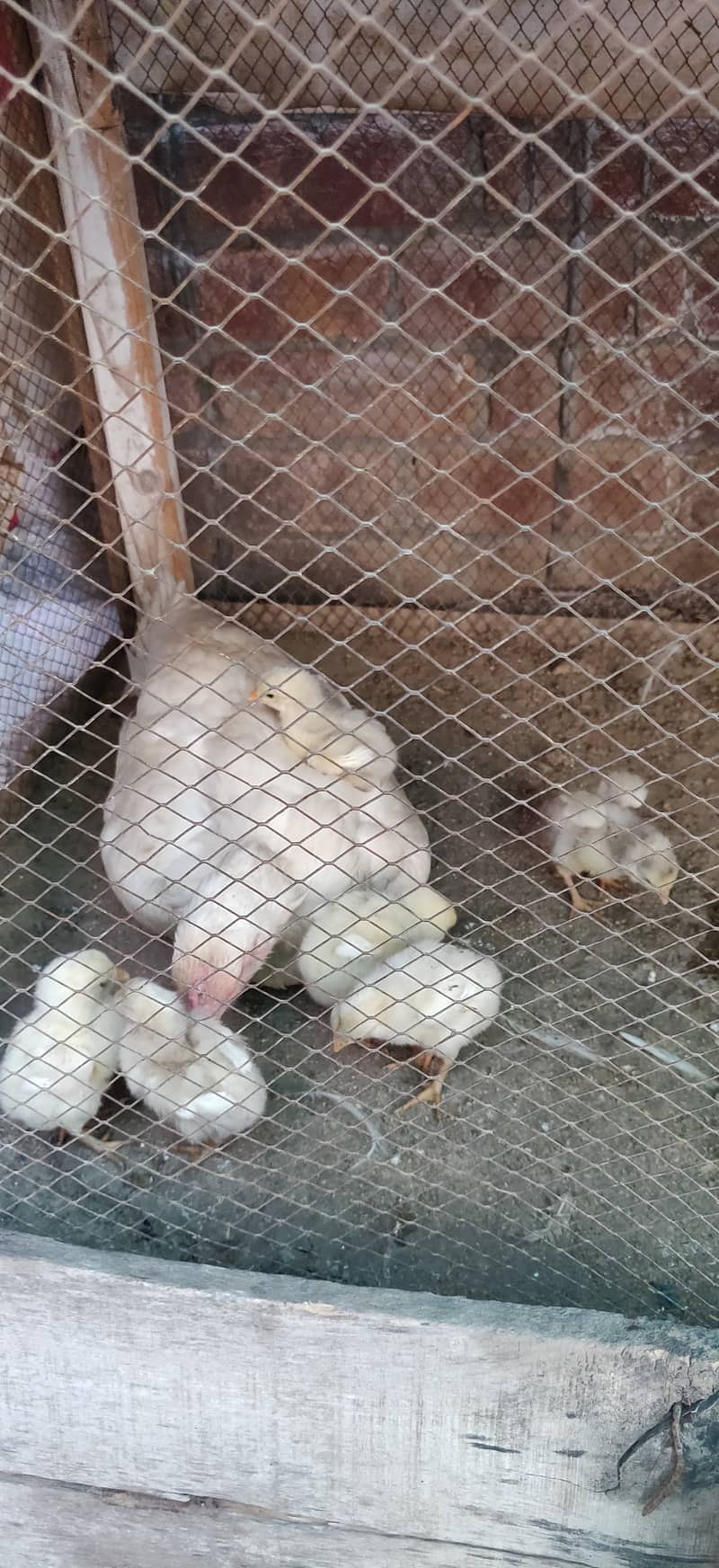 Heera chicks for sale price 1500 per chick 1