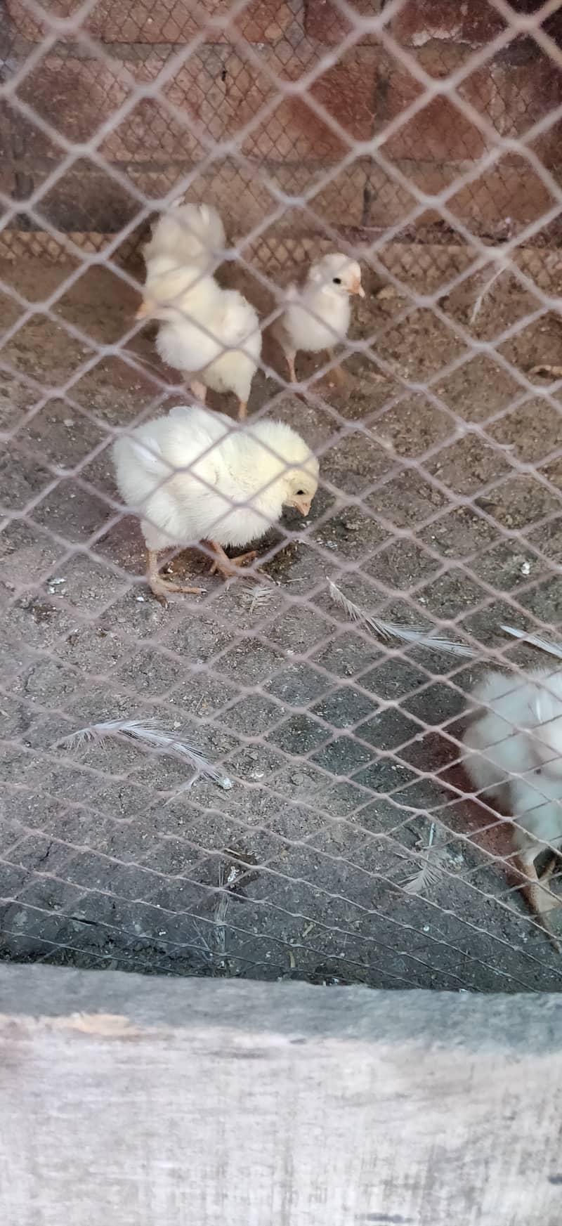 Heera chicks for sale price 1500 per chick 2