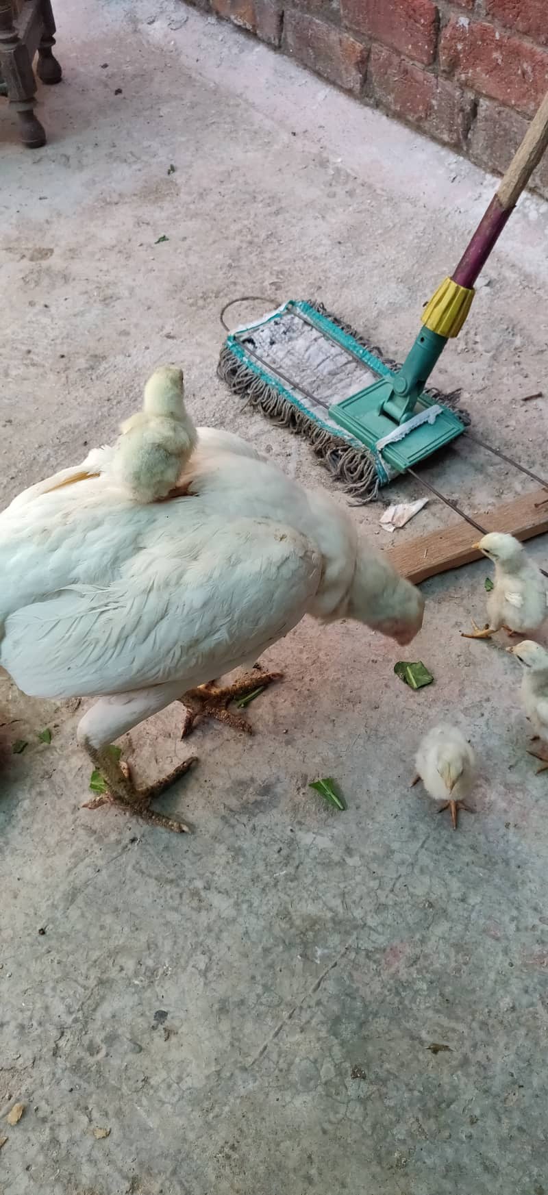 Heera chicks for sale price 1500 per chick 3