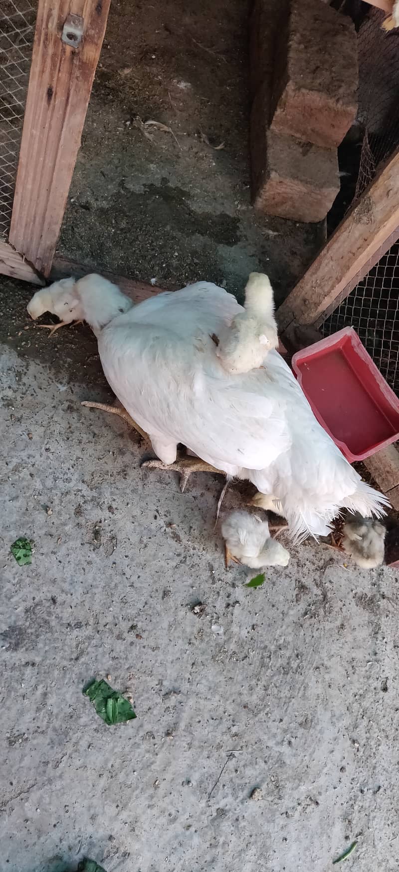 Heera chicks for sale price 1500 per chick 4