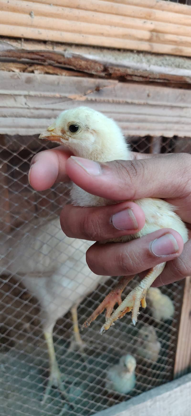 Heera chicks for sale price 1500 per chick 5