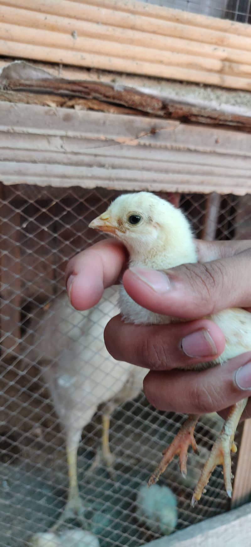 Heera chicks for sale price 1500 per chick 6