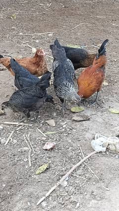 Pure desi hens and golden misri hens and aseel desicross hens for sale