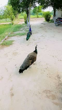 peacock pair