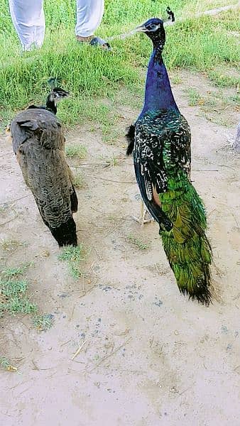 peacock pair 1