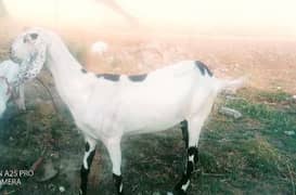 راجن پوری کراس bakri