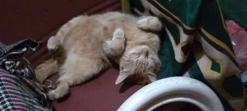 domestic shorthair cat 2