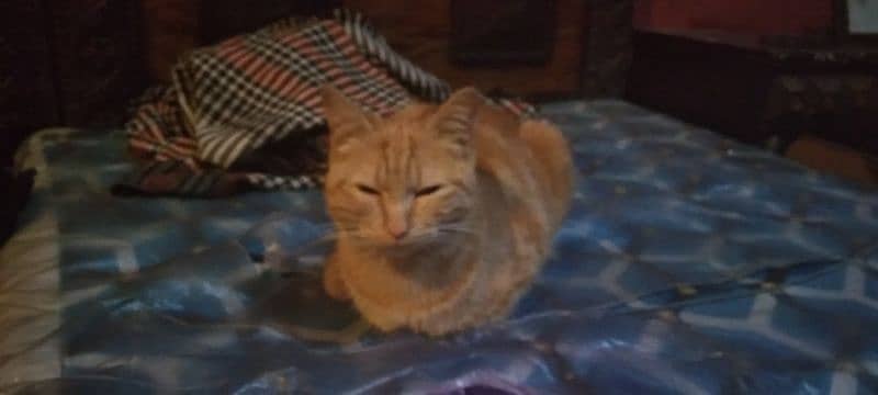 domestic shorthair cat 4