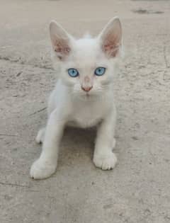 Persian Male Cat 0