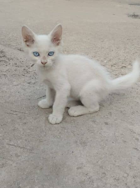 Persian Male Cat 4