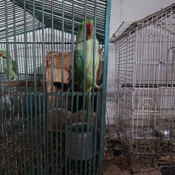 parrot 1