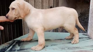 British Labrador Puppies pedigree Pair 03134111831