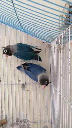 Breeder pair