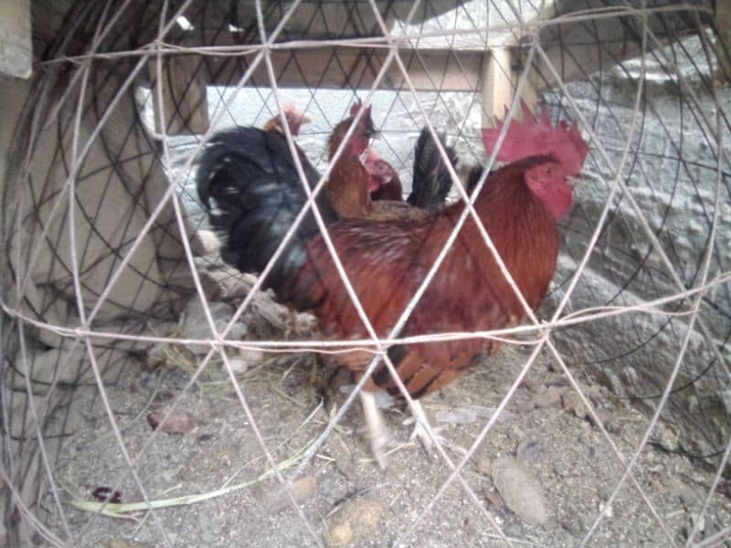 misree chickens 2