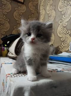 persian kittens | cats | persian cats | for sale