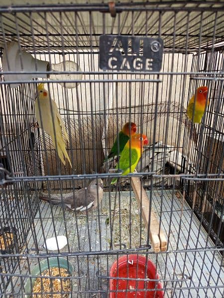 Cocktail and lovebirds for sale 2
