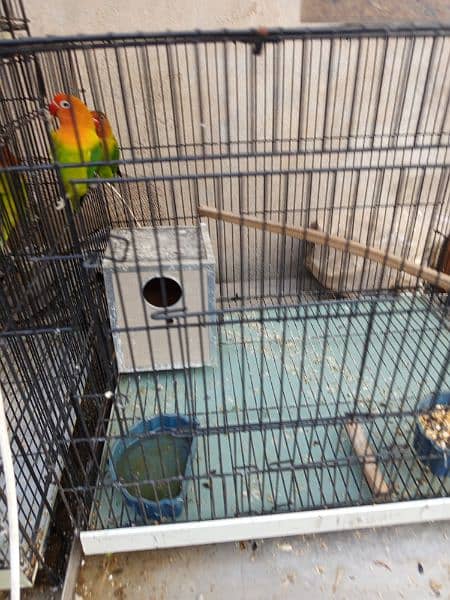 Cocktail and lovebirds for sale 3