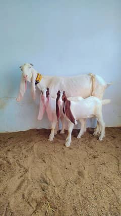 Gulabi Kapla Female with Male female kidz