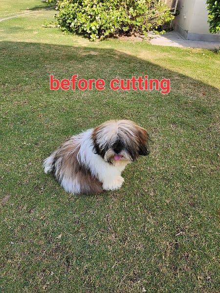 shihtzu female dog 0