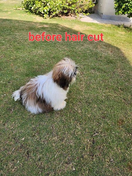 shihtzu female dog 1