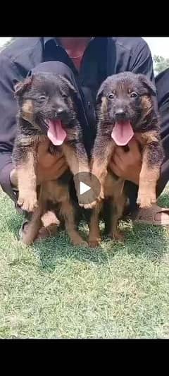 German shepherd dubal cout pair for sale  available