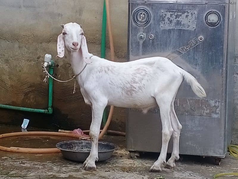 bakra 6 month age .  03324997411 male 0