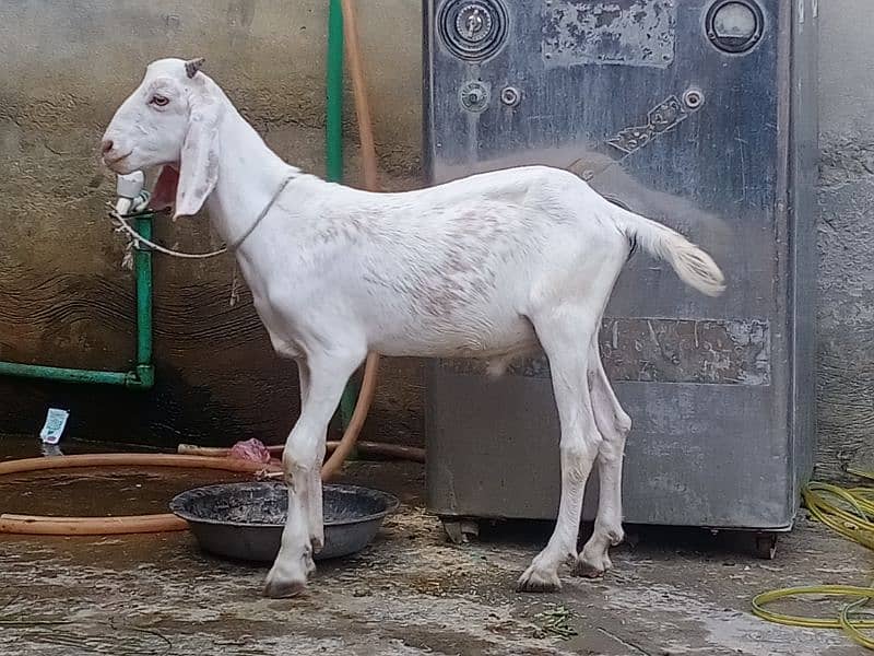 bakra 6 month age .  03324997411 male 3