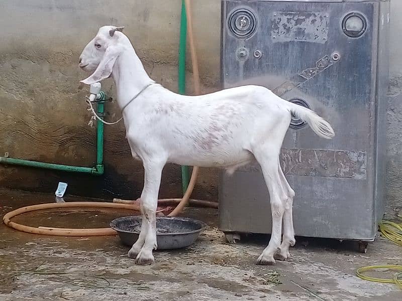 bakra 6 month age .  03324997411 male 4