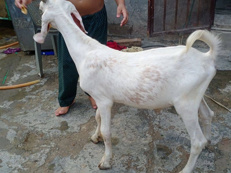 bakra 6 month age .  03324997411 male 5