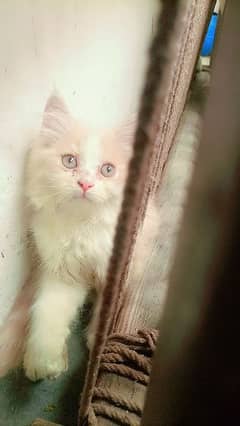 persian cat contact 0301 6662466