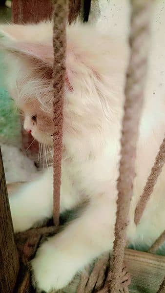 persian cat contact 0301 6662466 4