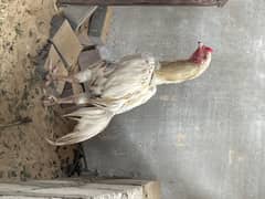 Aseel Murgha and 2 Egg Laying Murghiyan for sell