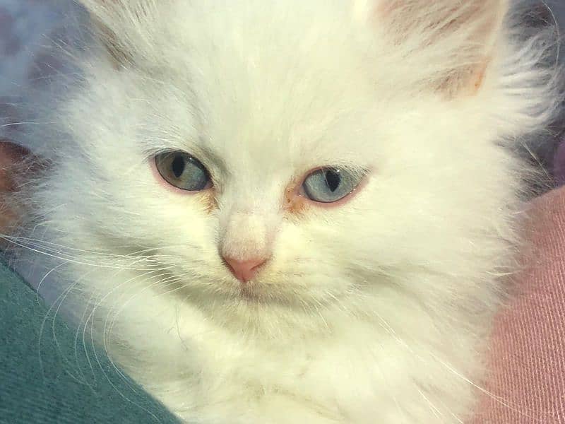persian kitten 0