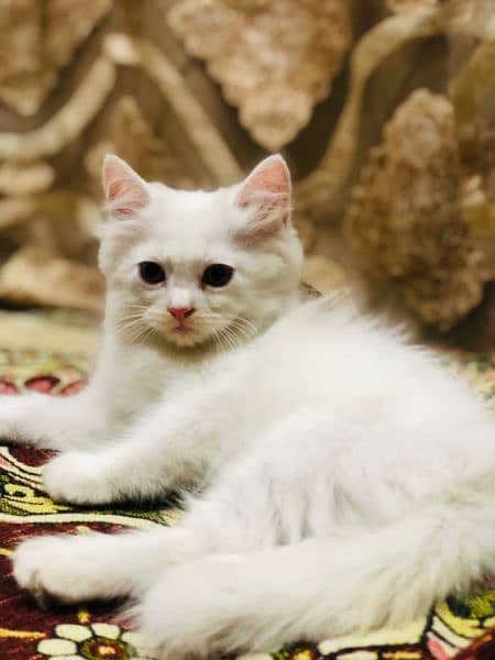 persian kitten 1
