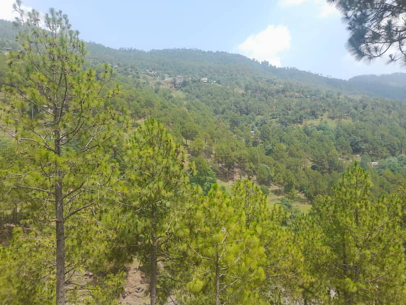 Murree Musyari 25x50 plot for sale 7