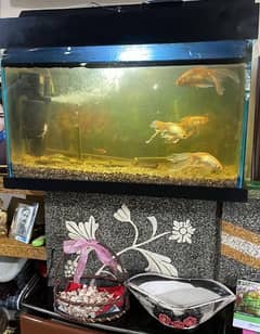 Fish aquarium