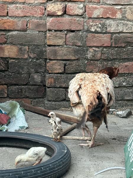 Aseel hen with chicks 1