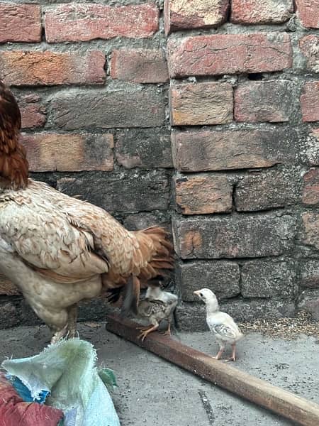 Aseel hen with chicks 3