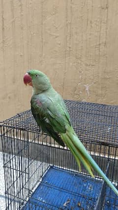 raw parrot pair age 1 year