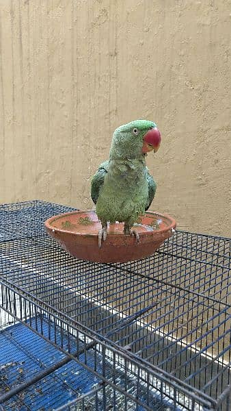 raw parrot pair age 1 year 1