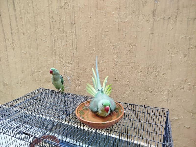 raw parrot pair age 1 year 2