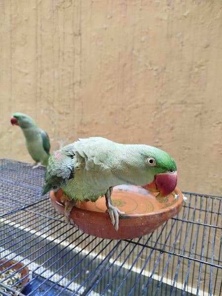 raw parrot pair age 1 year 3