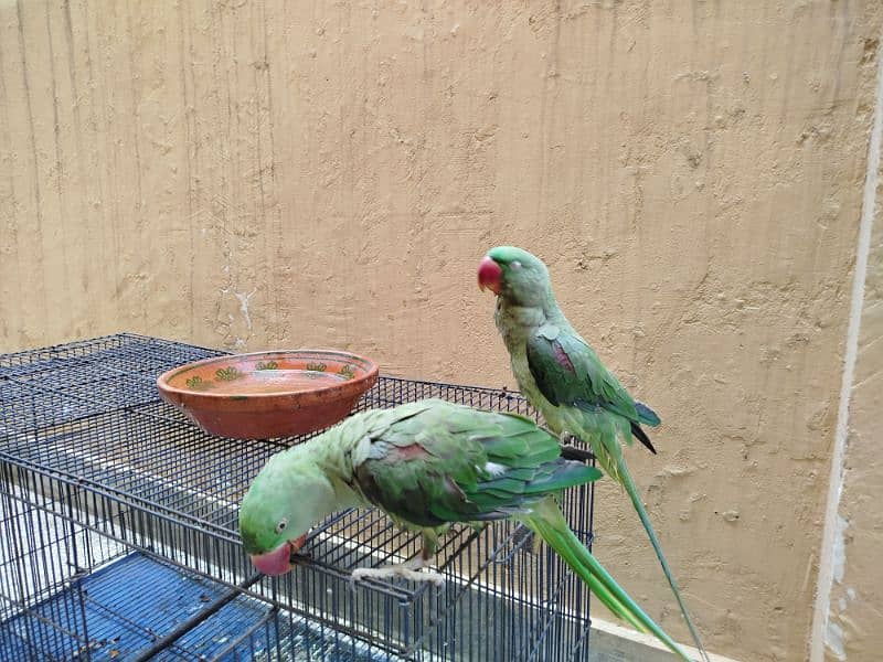 raw parrot pair age 1 year 5