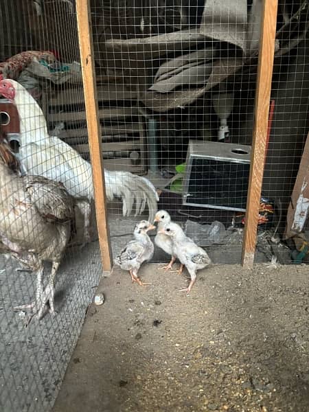 Aseel hen with chicks 0