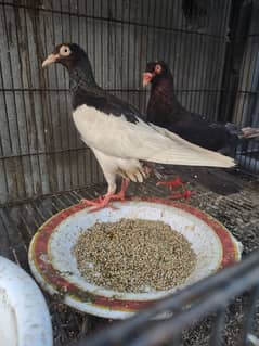 aoa ya breeder pair hai or ak pair ki price4500 ka ha 0