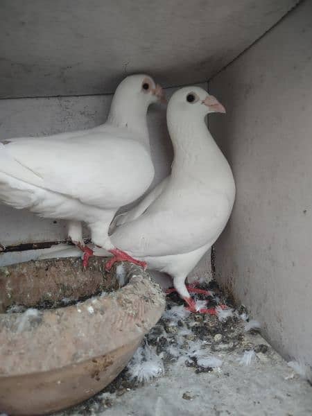 aoa ya breeder pair hai or ak pair ki price4500 ka ha 8