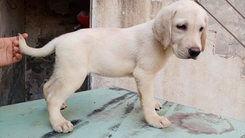 British Labrador Pedigree Pair 1