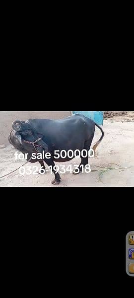 buffalo for sale dimand 500000 0