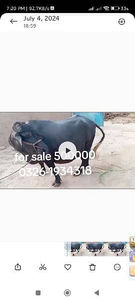 buffalo for sale dimand 500000 1